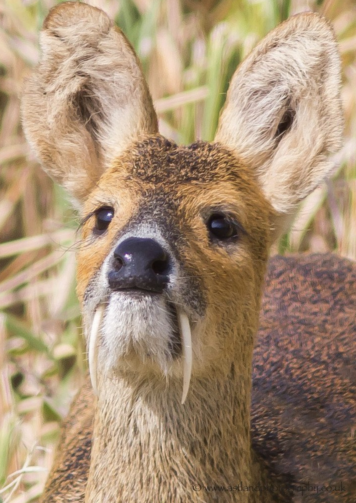 chinese water deer norfolk